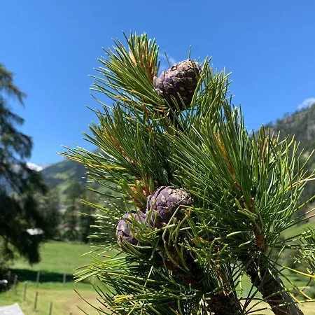 Oberweissen-hittl 3* Sankt Jakob in Defereggen