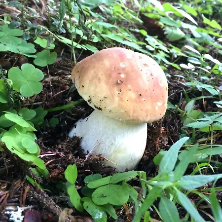 Oberweissen-hittl Guest house