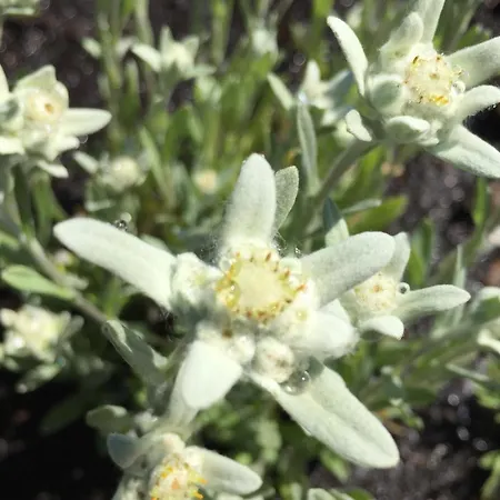 Oberweissen-hittl 3* Sankt Jakob in Defereggen