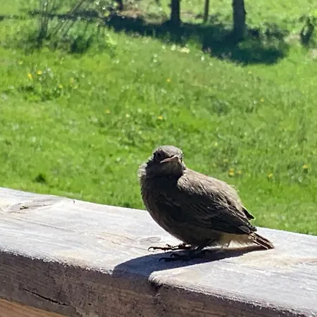 Guest house Oberweissen-hittl Sankt Jakob in Defereggen